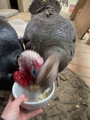 Throwback to Tom & Tami coming to the back porch for popcorn 🍿 Tom misses Tami so much, we will try find him a new girlfriend this spring 💕#paizleysponies #paintedponiesranch #horselife #amsr #listen #animalsoftiktok #PetsOfTikTok #turkey #turkeys #turkeysoftiktok #snacks #bird #birds #farm #farmlife 