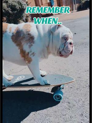 Went through a whole skater era 🛹🤦‍♂️ #jupiterthebulldog #skaterdog #skateboard #irememberwhen #lostmymind #viral 