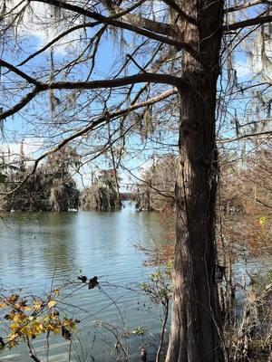 📍 Lake Martin, Louisiana 🇺🇸  #lake #swamp #lake #lakemartin #louisiana #louisianatiktok #louisianacheck #louisianagirl #usa #usa_tiktok #fyp #fypシ #foryou #traveltiktok #travelwithme #travellife #fypage #travelblog #travelblogger #travelgirl #blogger