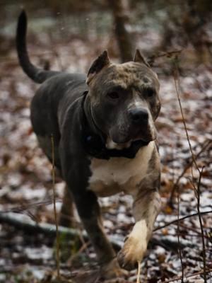 Zareki-O's 💙🐾🐾💙 . #merle_mansion_bullies #merle #merlebullies #puppy #puppies #pitbull #pitbulls #minneapolis #minnesota #americanbullies #americanbully #zarek_the_bully 