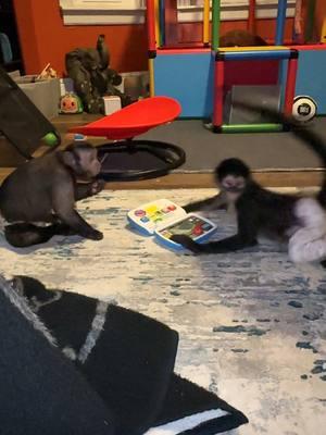 Getting a little work done.😂😂 #benji #capuchin #Maggie #spidermonkey #fyp #work #fypシ゚viral 