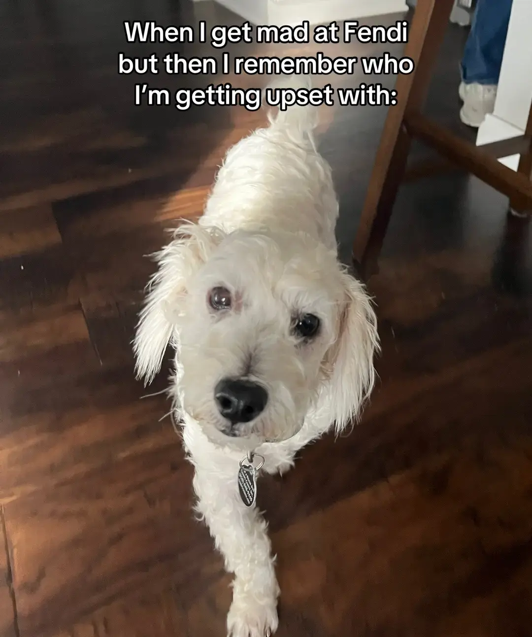 he pees in the house sometimes but he’s really just a boy trying his best!!!😭 #rescuedog #fosterdog #dog #maltipoo #adoptdontshop #fosterdogmom