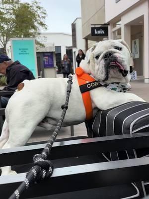 Counting after Xmas foot traffic at the mall. #englishbulldog #bulldogsoftiktok #cutedog #chonky #dogsoftiktok #bulldogs #shopping #dogtoys #fypシ 