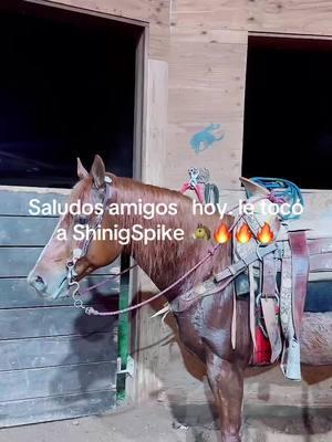 #LIVEhighlights #TikTokLIVE #LIVE #rojasranch #i #CDC #caballocharro #caminando #ejercicio #workoutroutine #vida #noche #monta 