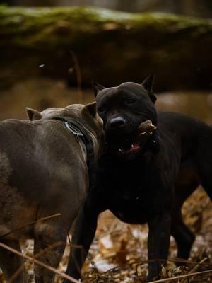 Zhantelle and Zareki-O's playing with the big branch they found in the woods ❄️🌨️❄️ . #merle_mansion_bullies #merle #merlebullies #puppy #puppies #pitbull #pitbulls #minneapolis #minnesota #americanbullies #americanbully #zarek_the_bully #zhantelle_the_bully 