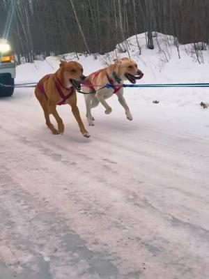 Just a bunch of HAPPY sled dogs 🤩🫶 (would you try mushing?) #uppermichigan #multidoghousehold #dogsoftiktok #alaskansleddog #mushinglife #runyourdogsnotyourmouth #sleddogsoftiktok #muttsoftiktok #michigan 