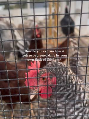 You can’t. Love ya, girls. Xoxo 🤷🏻‍♀️💛🐔 #chickensoftiktok #chickentok #chickencoop #ranchlife #farmanimals #sahm #MomsofTikTok #homestead #chickenmom #crazychickenlady #egglayers #rainboweggs #farmfresheggs #chickenflock #happychickens 