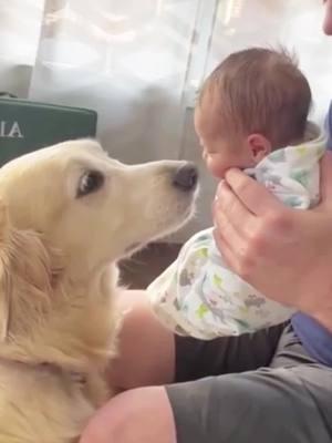 Their love wheel began to connect and move smoothly. #Funy #dog #babylove #loveyou #animal 