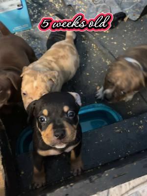 As of now one male and one female is available. Reach out for more information. I’m located in Jacksonville, Florida.#dbbklouie #dbbknova #dbbk #duvalbullyboykennel #florida 