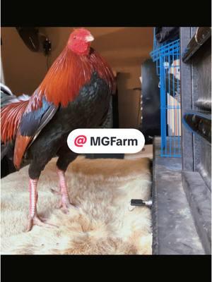 #birds #gallo #chicken #alabama #chick #fowl #hen #pullet #egg #roostermen #goodpeople #roosterman #roostersoftiktok #roosters #rooster #bird #farmvisit #hatching #hatch #hatchingeggs #eggs #gamefowl #gamefowllife #mexico #usa #vietnam #philippines #puertorico #alabama #MGFarm @Raul Chavez @RMF @Aron Martinez 