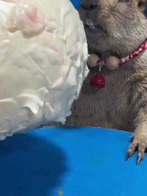 Dude, feed me or scare me? Credit to 54882478868 on douyin. #animal #marmot #interestingvideos #havefun #littlepuppy #lifemoment