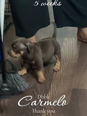 @🥷 man look at your beautiful baby. You know how to pick em. Welcome to the DBBK family.##dbbkcarmelo##dbbk##duvalbullyboykennel##florida