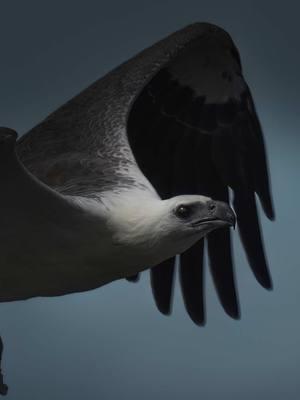 White-bellied Sea Eagle snatches a Crab 🦀 out of water for lunch.   . . . #eagle #seaeagle #whitebelliedseaeagle #birdsofprey 