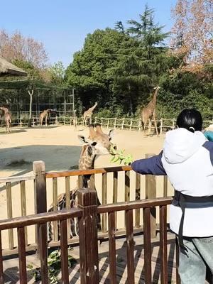 Giraffe Little Hairy Interacts with Tourists#WildlifePark 