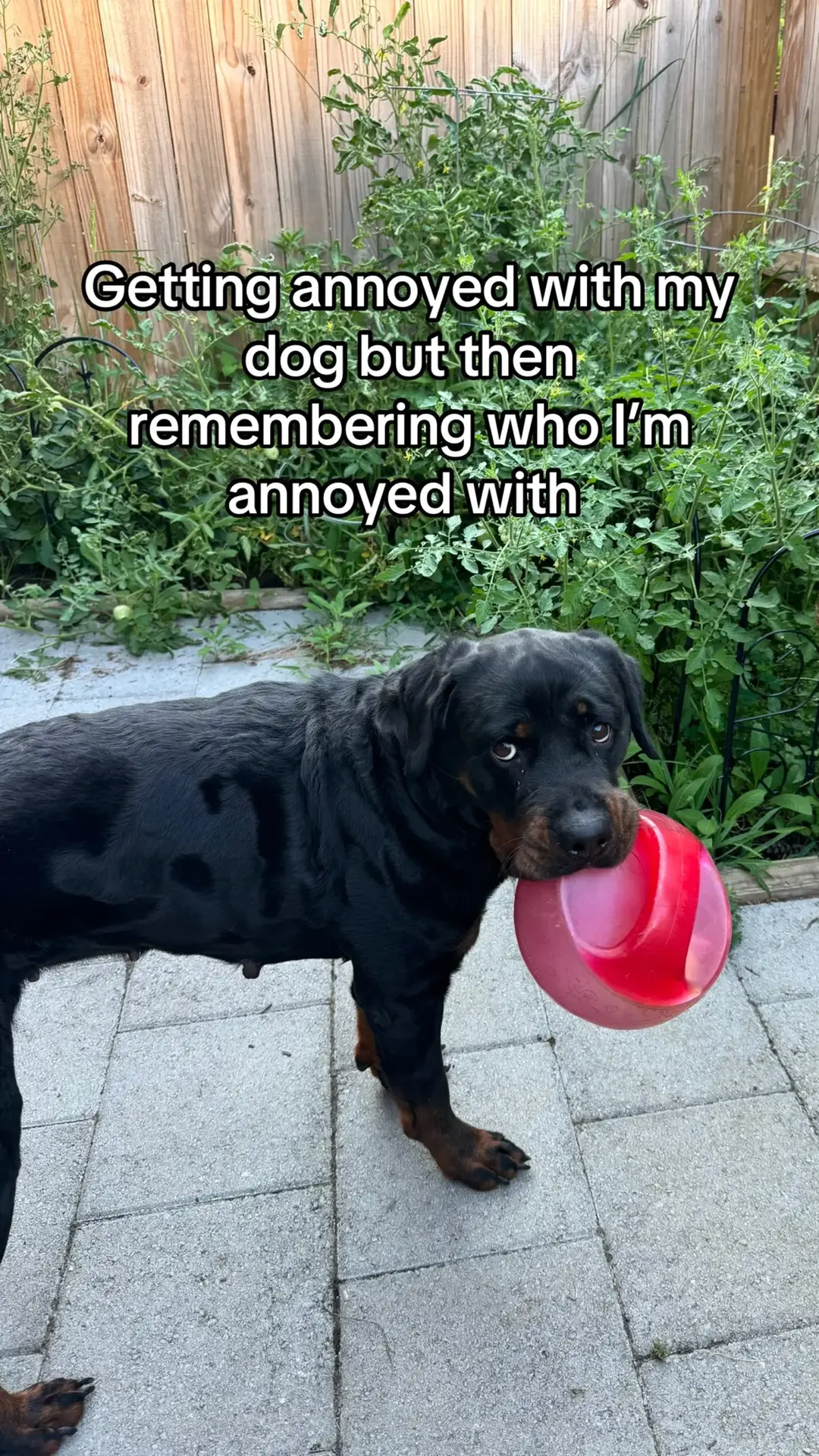 That’s just my baby doggy 😫 #rottiesoftiktok #rottweilers #rottweilersoftiktok #rottweilerfamily #fyp 