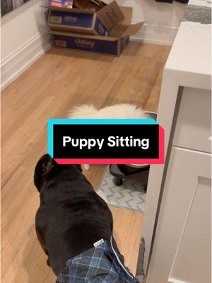 Puppy Problems! #funnymoments #dogsoftiktok #funnydog #microbully 