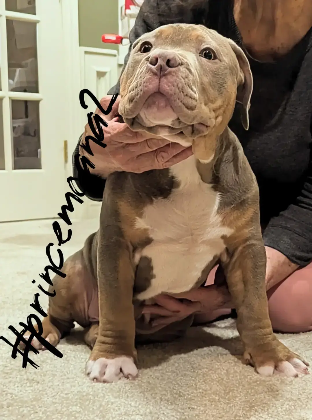 so incredibly handsome #hanaikennles #princemoana2 @Burleson Bullies, llc #bullies #bullys #bullie #bully #Love #blessed #dogs #pets #abkc #xlbully #bullyfans #adoreble #lilactri #bull #sog #bullys #americanbullies #nice #cute #perfect #sun #sundayfunday #sunday 