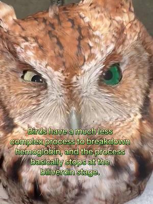 The color change on this owl’s eye took us by surprise. We see this color change almost every day when birds come in bruised, but we have never had an entire eye go “bird bruise green”. #owl #owlsoftiktok #screechowl #wildliferehab #lovemyjob #dayinthelife #green 