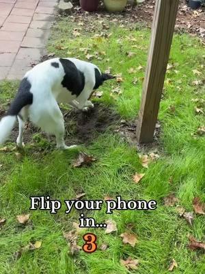 One day I hope she’ll catch that mole😁🤣 #finleyandjosie #petslife🐶 #tiktokdog #dog #jackandfinley #dogtokers #fypdog #jackandfinley #fypシ 