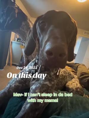 #onthisday #germanshorthairedpointer #maverickgunnar 