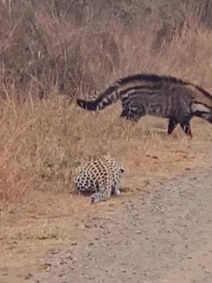 Leopard stalks civet in the middle of the road #fyp #animal #leopard #wildlifephotography 