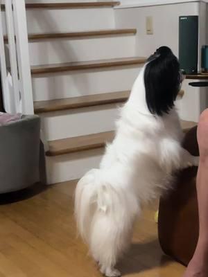 #papillon #papillons #dogsoftiktok #backtalk #treats #demanding #now #entitled #tantrum #sassy #fyp 