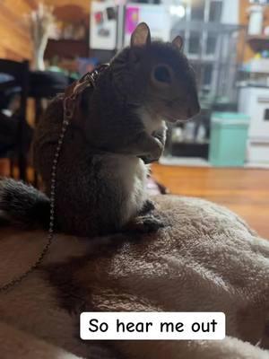 @Tito’s Handmade Vodka whatcha think💁🏽‍♀️ #fyp #titosvokda #petsquirrel #squirrelsoftiktok #nuggetthesquirrel 