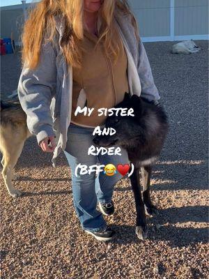 lol yes he bit her butt😂😂😂. Of course, not hard. Is it still necessary to mention that?♥️.                    #foryoupage #fyp #keeperofthewolves #packpeculiar #wolf #wolves #mywolfpack #beautifulwolfdogs #savewolves #ryder