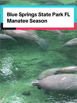 Are they alive? #manatee #manatees #manateetiktok #bluespringsflorida #bluesprings #thingstodoincentralflorida #centralflorida #centralfl 