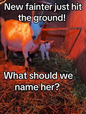 #faintinggoats #fainters #goat #myotonicgoat #nameher #goats 