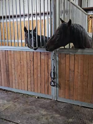 why it takes so long to clean the barn. 😂#smokeycreekstallionstation #tomcatchex #metallhic #stallion #