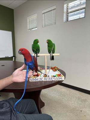 Solomon Island Eclectus babies 😍🐣 Now just waiting to find their forever homes!! ❤️ • • • •#eclectusparrot #sieclectus #eclectusparrots #solomonislandeclectus #babyeclectus #maleeclectus #femaleeclectus #eclectusroratus #parrotsofinstagram #aviatorharness 