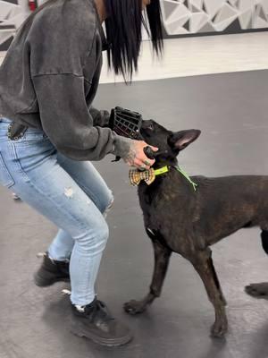 Enoch - 6 months old & My wife @Chris’sWife  Muzzle conditioning Teaching Enoch to drive into the muzzle from any direction. Forward, Backward, Spins and Side Steps.  Using toys on ground to increase difficulty and proof “Muzzle” command.  Also throwing in call offs on the toys back to muzzle.  Very proud of these two. #dog #dogs #workingdog #k9 #protectiondog #bitework #psadog #DogTraining #bestdog #dogsofinstagram #dogsoftiktok #puppy 