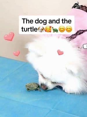 The dog and the turtle#turtle #🐢 #turtles #cute #pet ##reptile 