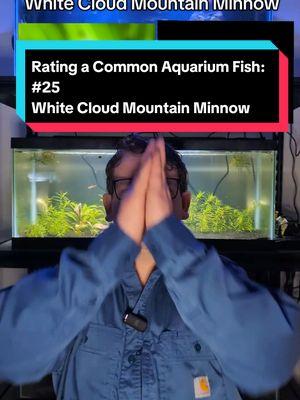 Rating a Common Aquarium Fish: White  Cloud Mountain Minnow #thompsonaquatics #ratingfish #whitecloudmountainminnow #aquariumfish #aquariumfish 