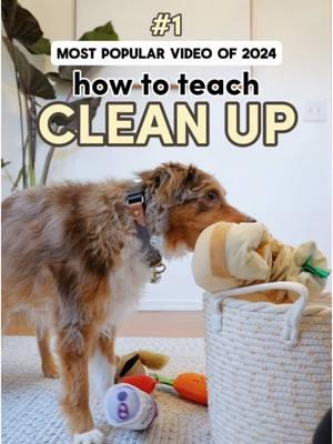 OUR #1 MOST POPULAR TUTORIAL OF 2024! ✨🐶 HOW TO TEACH YOUR DOG TO CLEAN UP! 🧺 This is essentially a combination of “hold it” and “drop it”. Make sure your dog understands these commands before starting to incorporate them together. I have a reel for “hold it” that is on my reel page!  Step 1: Teach “hold it” Step 2: Practice “hold it” with an object on the floor and farther away Step 3: Place an basket under your dog and teach “drop it” Step 4: Practice “drop it” with the basket farther away Step 5: Combine Step 2 and Step 4, and use the command “clean up” Let me know in the comments if you’ve taught your dog this or if you’re planning on it! Save this video for training ideas in the future!  Follow @ayce.and.aria for more training tips and videos 💛 . . . . . #DogTraining #dogtrainer #dogtricks #dogcleanup #smartdog #puppytraining #dogobedience #miniaussie #austrailianshepherd #clickertraining 