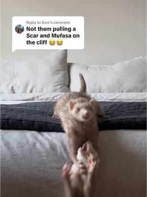 Replying to @Dani literally 😭😂 #ferret #ferrettok #cuteanimals #huron #pets #hyunjin #ferretvideos 