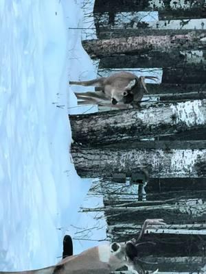 Whitetail bucks #deer #whitetail #whitetaildeer #winter #2024 #december #wildlife #animal #animals #forest #alberta #albertawildlife #canada #canadianwildlife #video 