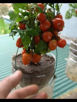 Secret to Growing Hanging garden Tomatoes #tomatoes 