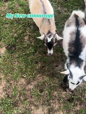 #entourage #goats #3stooges #animals #babyanimals 