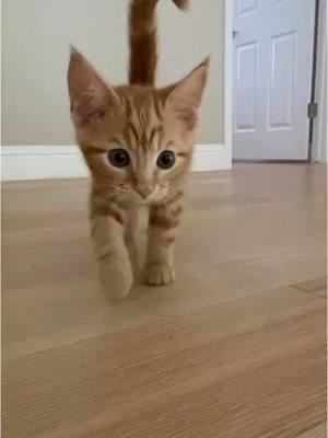 3 seconds of Baby JoJo’s Kitty Walk Cuteness. 🥰 I couldn’t resist, I put down my phone to scoop him up! ❤️🐱🥰 #kitten #cuteness #baby #sweet #Love #friends #catsoftiktok #kitty #sweetheart #bestfriend #cutie #family #loveyou #tigerjojo #videos