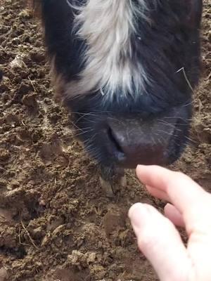 #lightningofmcf #amayaofmcf #salt #learning #trust #cow #steer #heifer #hobbyfarm #mountainhomestead #homestead #memoriesbysheri #mountaincastlefarm #Love 