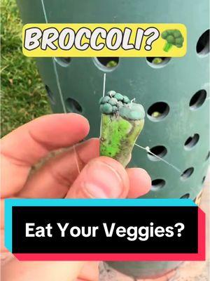 The cache with the MOST decoys? 🏆 ‘Eat Your Veggies’ was the perfect name for this Geocache, and it wins the award for the most decoys I found in 2024! #Geocaching #Geocache #CacheMeIfYouCan #Hullsome 