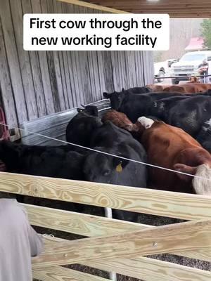 #cows#cattle#workin#farmlife #farm