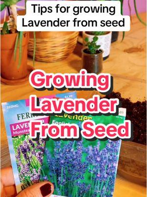 Growing Lavender From Seed:  Helpful Tips  ✅ Cold Stratifying Lavender Seeds: Cold stratifying is a way to force a winter season. To mimic winter, sprinkle lavender seeds onto a wet paper towel. Make sure the seeds are spread apart. Fold the towel and place it in a plastic bag. Then, put the bag in the refrigerator for 3 to 4 weeks. Once the seeds have had their winter season, there are a couple of ways that you can get them to germinate.  ✅ Winter Sowing Lavender Seeds: The winter sowing method is another way to replicate nature and increase lavender seed germination. This method lets you put seeds out in the coldest part of winter while still protecting the seeds.  You can also plant lavender directly into the soil in the fall and wait for it to sprout in the spring. Just remember to mark where you put the seeds so you don’t mistake them for weeds. #gardening #seedstarting #gardentok #lavender #seedstartingtips #indoorgardening 