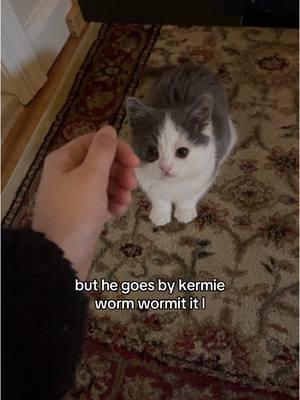 so many questions and comments about Kermit, here ya go people!!   #kermitthecat #kermiewormie #cats #kittens #catsoftiktok #munchkincat 