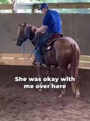 💥Witness The Transformation: Unhandled Horse to First Ride! Part 15. Want Help With Your Horse? Comment Or DM Us The Word "HELP" To Get Started!🎉 #horsetraining #horse #trainer #horsetrainer #trainingvideos #horsevideo #traininghorses #horses #horsehelp