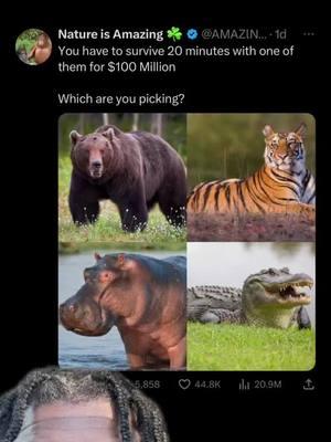 Which one would you pick? #fyp #throwback #animals #facts #intresting #bears #tigers #alligator #crocidile #hippopotamus #foryoupage #jokes #laugh #xybca #onthisday #fypシ 