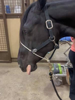 Track horses always keeping things interesting 🥴😂 #trackhorse #offthetrack #gelding #weirdo 