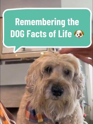 Remembering the DOG Facts of Life 🐶 #wheatenterrier #dogsoftiktok #comedy #freecomedy 